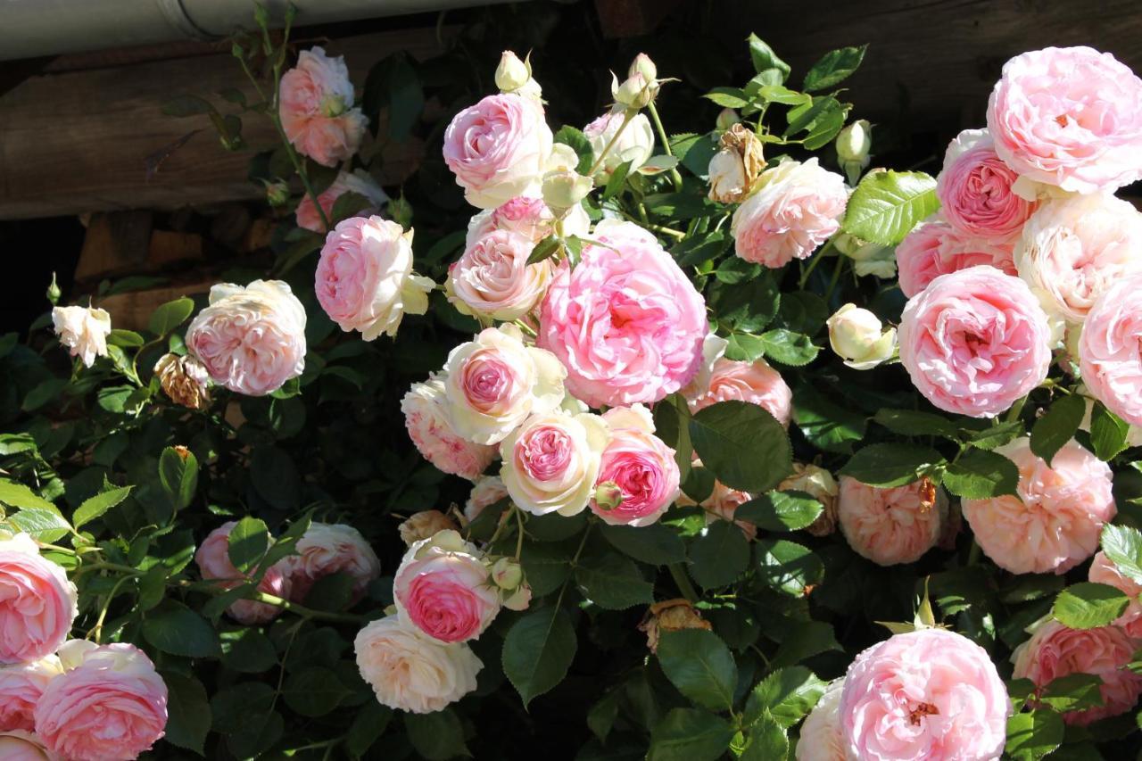 D'aumont Bed & Breakfast
